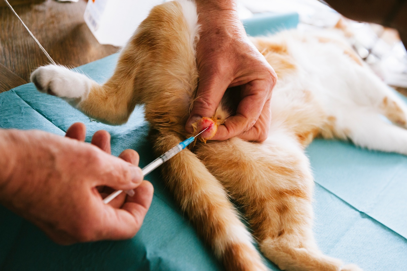 What Is With These Cat Castration Stock Photos An Investigation VICE