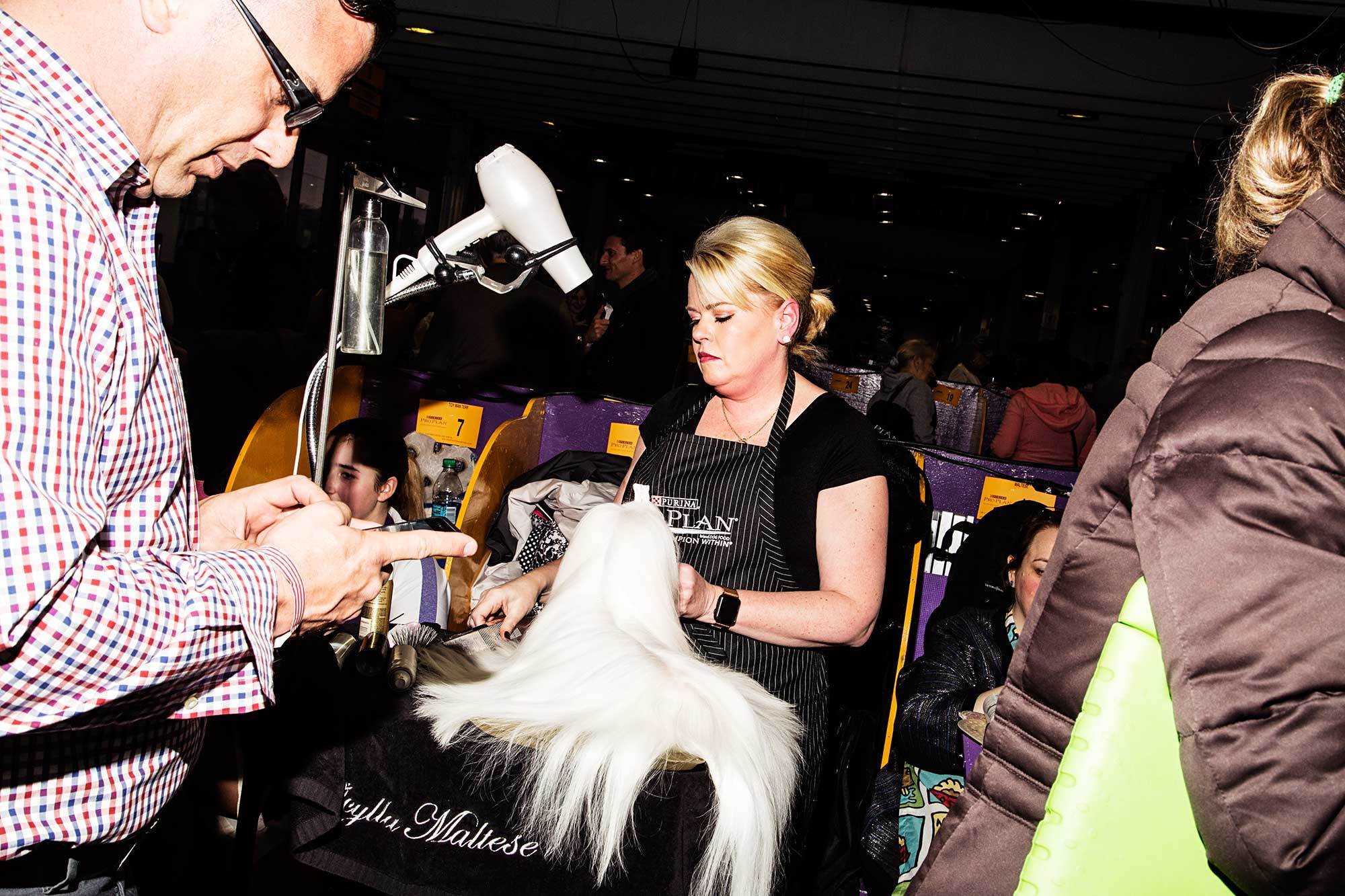 Photos from the Hairy Underbelly of the Westminster Dog Show - Broadly