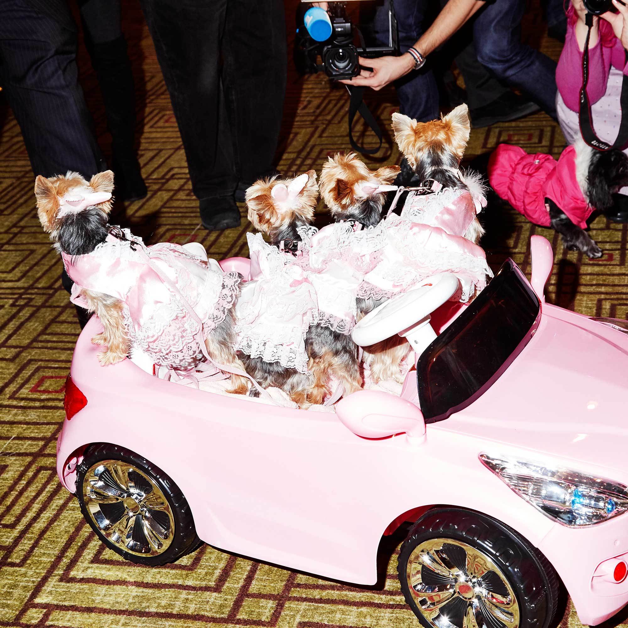 Dog Park Catwalk: How To Outfit Your Pet In Louis Vuitton, Goyard & Hermès