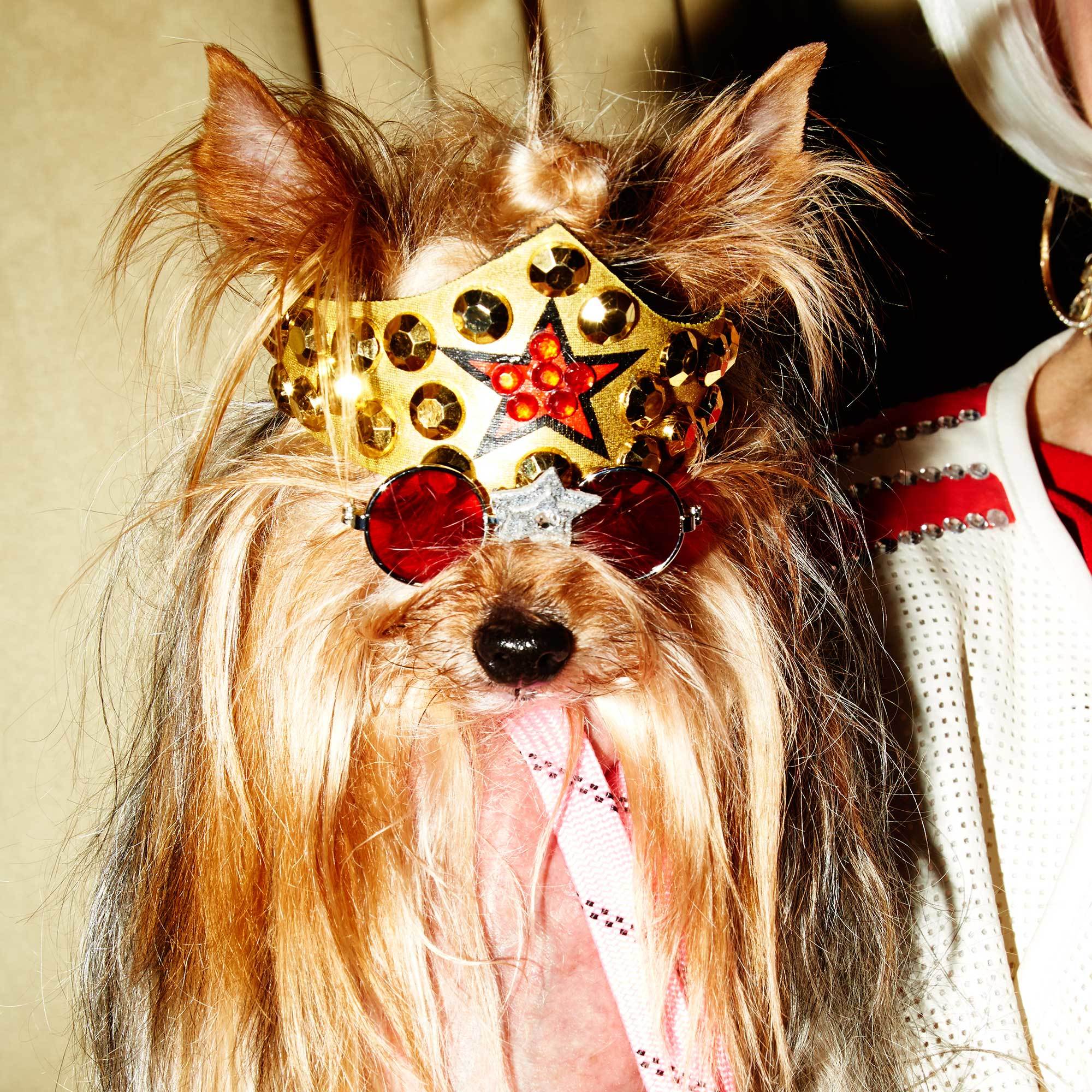 Dog Park Catwalk: How To Outfit Your Pet In Louis Vuitton, Goyard & Hermès