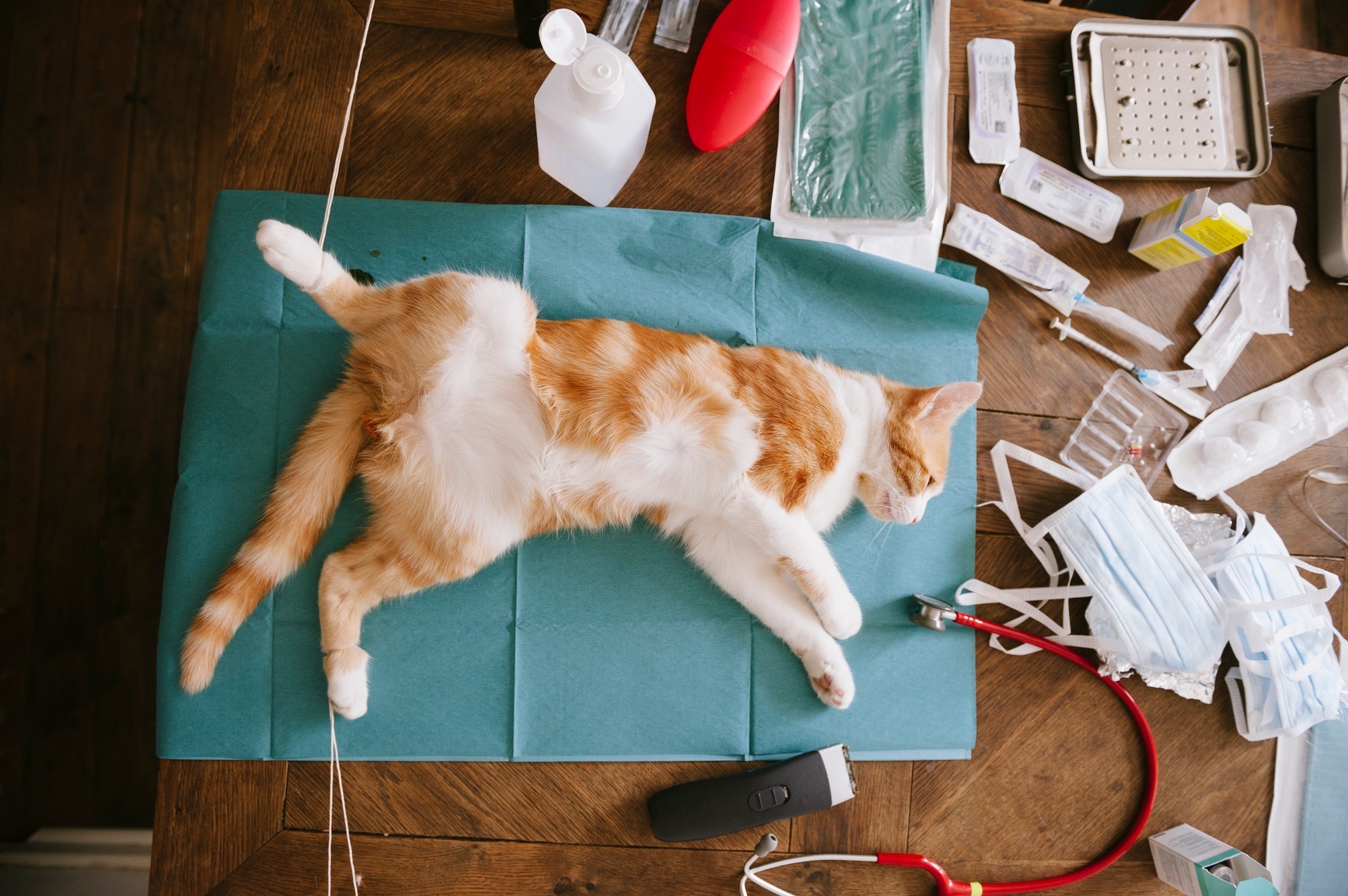 prix castration chat mâle