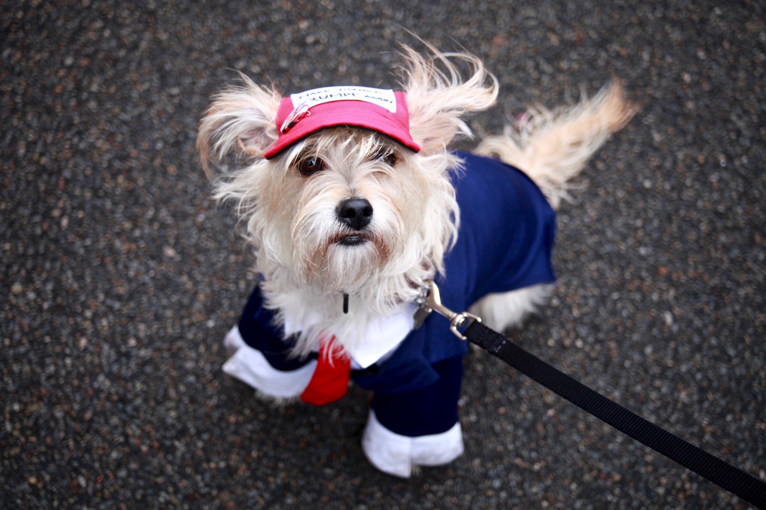 Photos from the Halloween Dog Parade, a Stunning Parade of Dogs Broadly