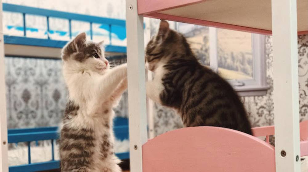 'Keeping Up With The Kattarshians' Is Iceland's New Reality TV Show About Cats